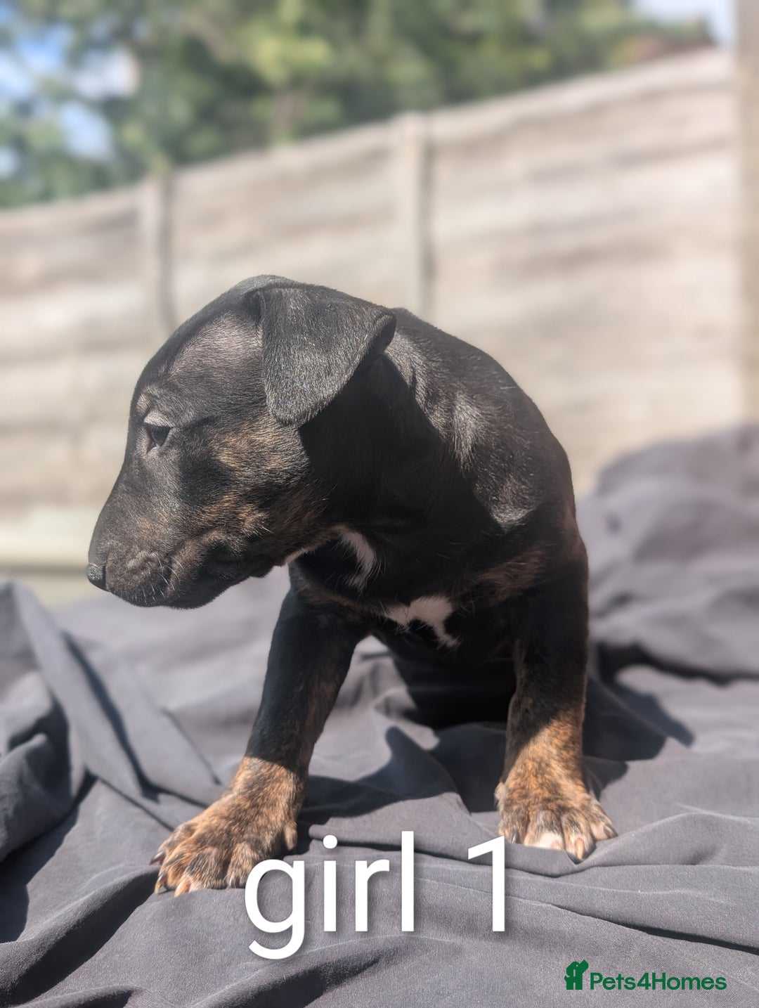 English Bull Terrier dogs for sale: Working line English bull terriers  - Image 3