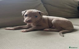 Italian Greyhound dogs for sale: 1 KC reg boy available  - Image 4