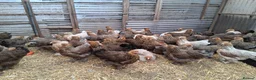 Chickens poultry for sale: Brahmas all female - Advert 1