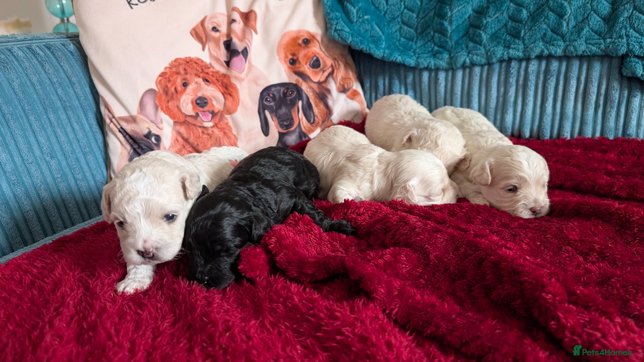 Maltipoo dogs for sale: Dna Genetically health tested maltipoos in Swindon - Advert 5