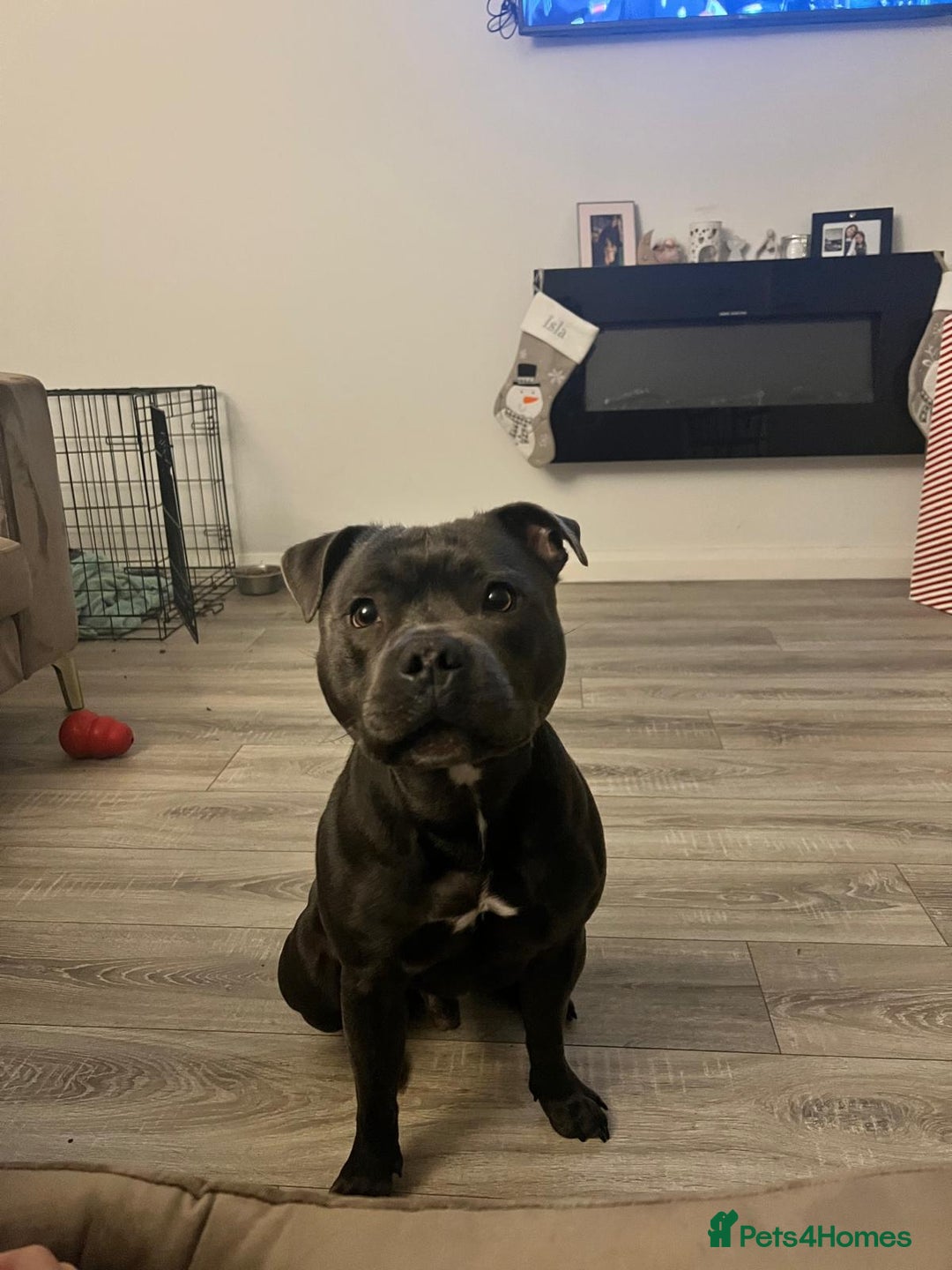 Staffordshire Bull Terrier dogs for stud: Blue Staffy 3 Years Old - Advert 2