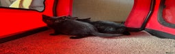 Mixed Breed cats for sale: Adorable black kittens  - Advert 6