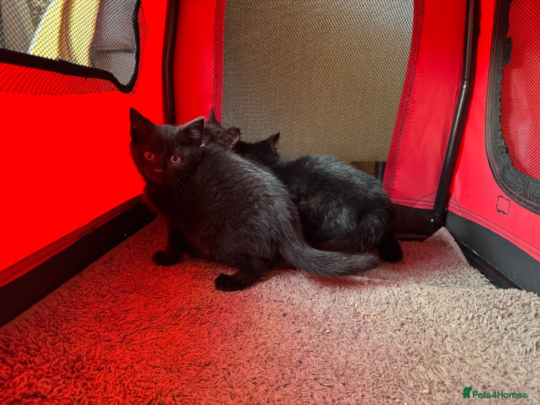 Mixed Breed cats for sale: Adorable black kittens  - Advert 6