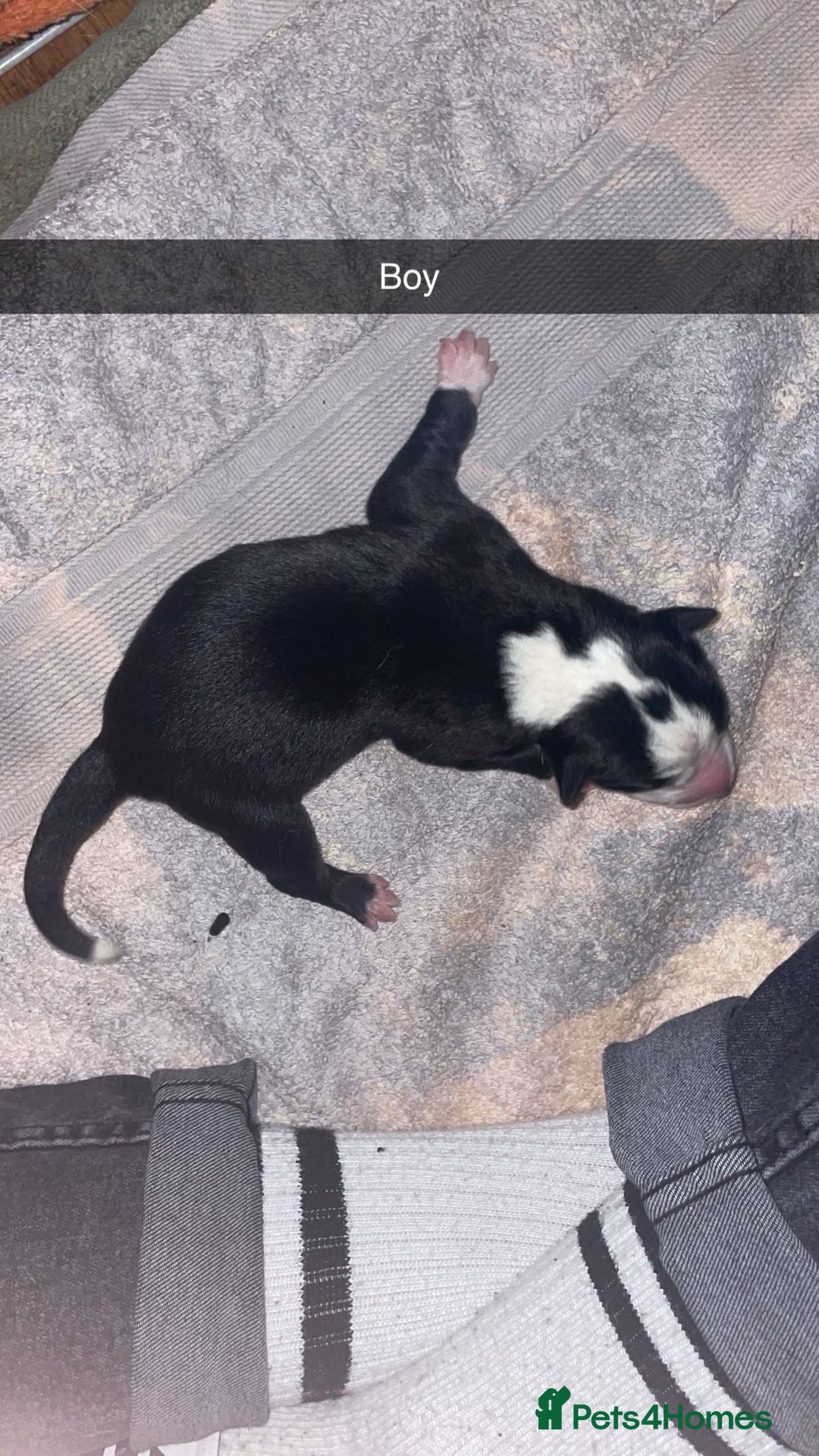 Mixed Breed dogs for sale: Huskita X Border Collie mix - Image 5
