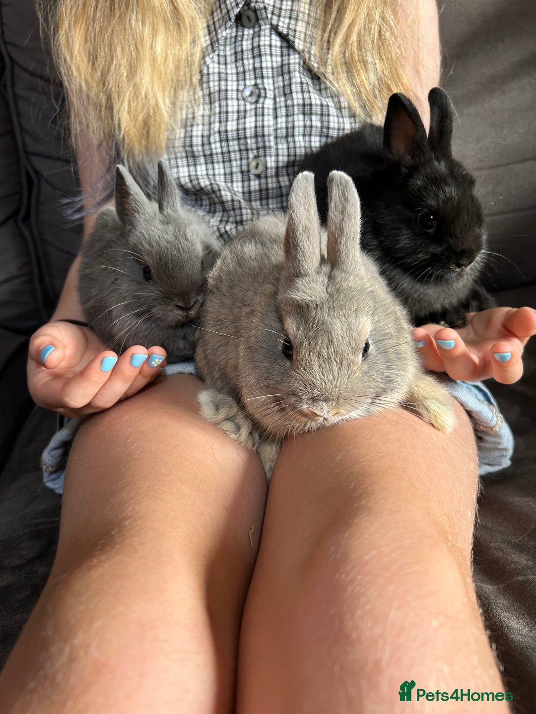 Netherland Dwarf rabbits for sale: Vaccinated Netherland Dwarf Rabbits - Image 1
