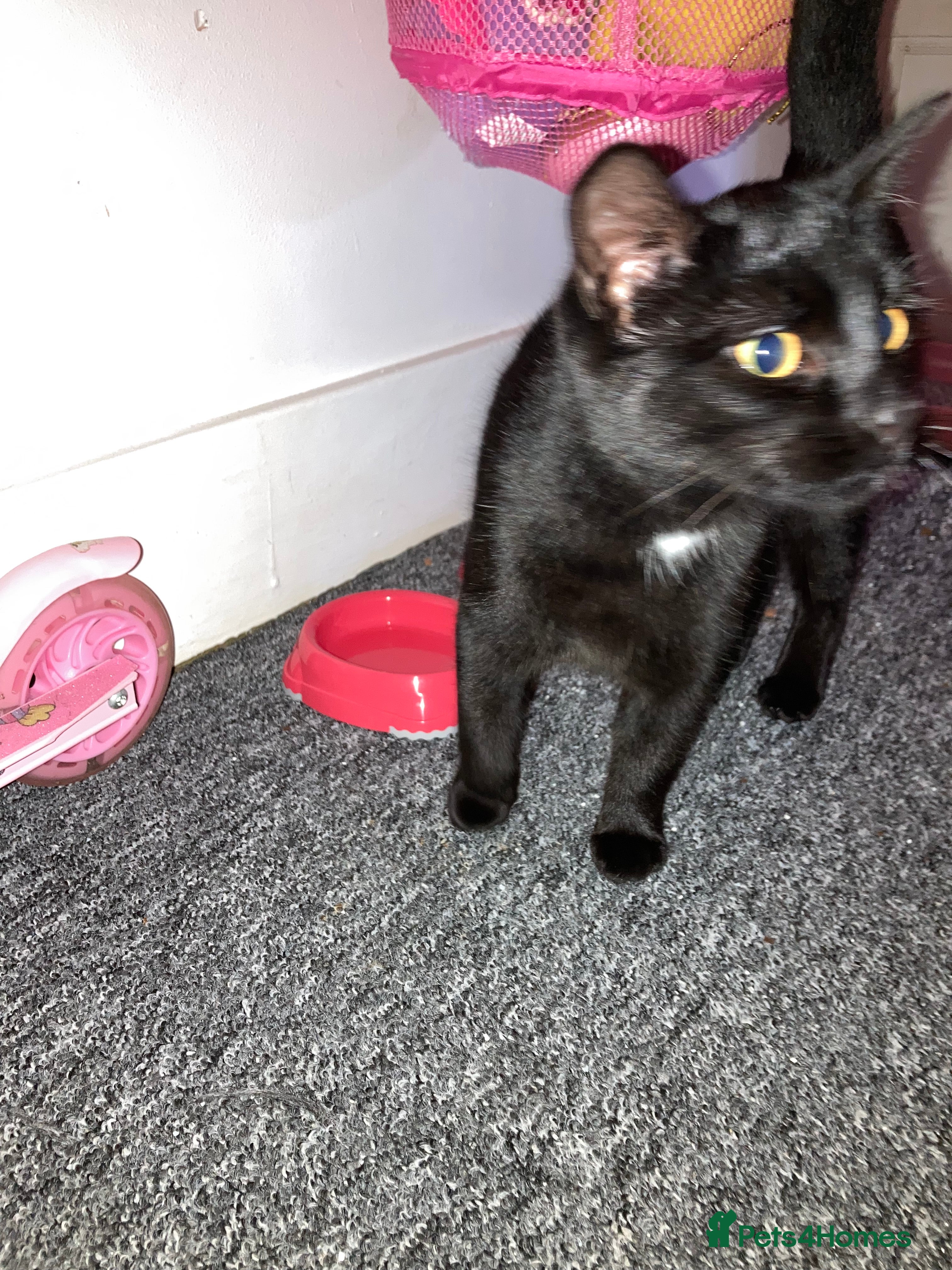 Mixed Breed cats 1 Female Kitten 6 months in Littlehampton - Advert 1