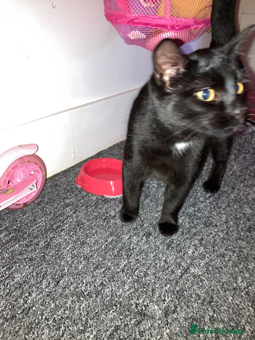 Mixed Breed cats for sale: 1 Female Kitten 6 months in Littlehampton - Advert 1