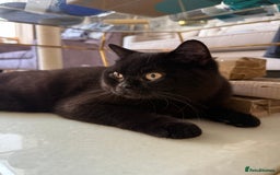 British Shorthair cats for sale: Black chunky boy 🖤🐈‍⬛ - Image 5