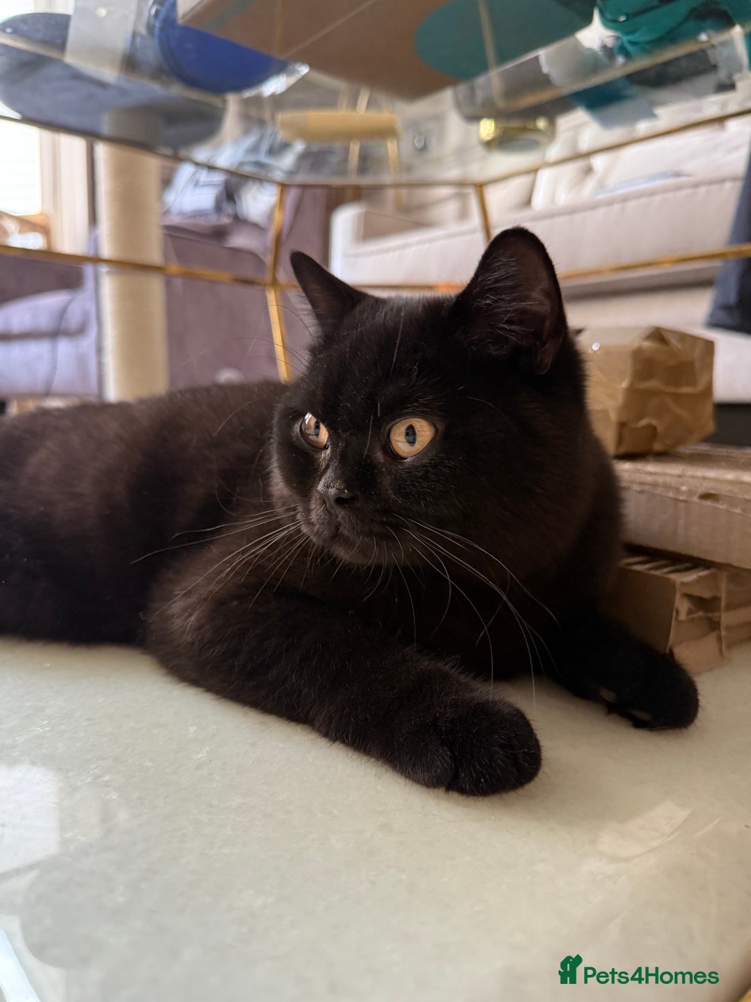 British Shorthair cats for sale: Black chunky boy 🖤🐈‍⬛ - Image 5