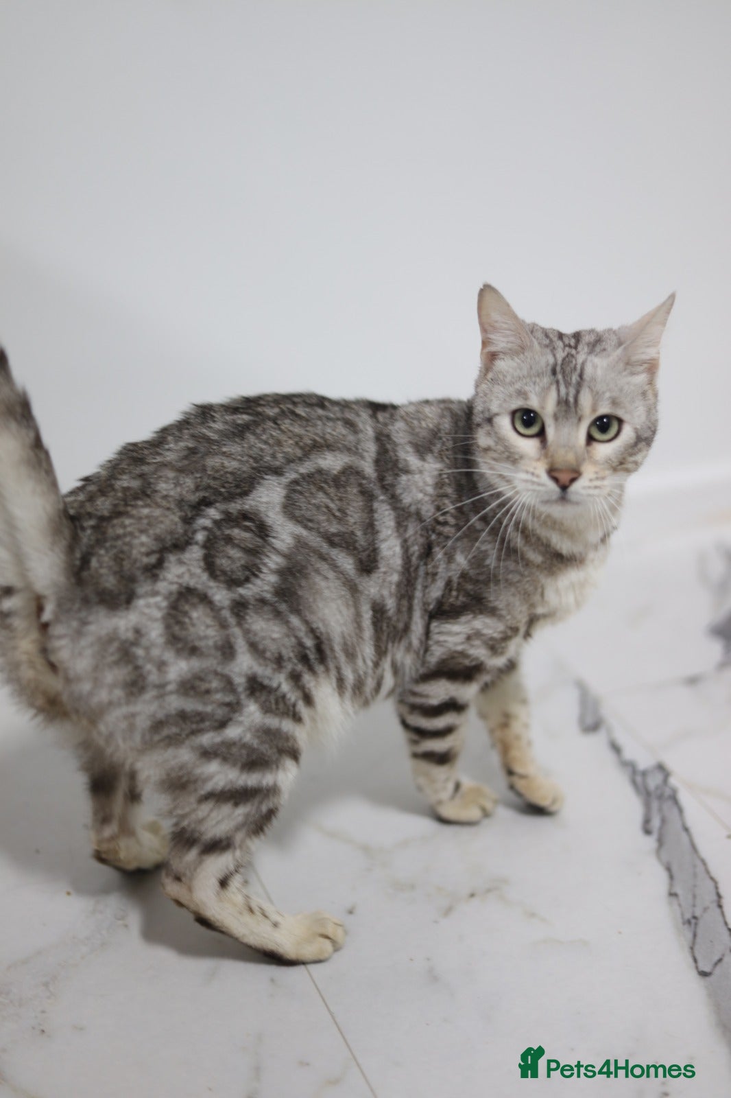 Bengal cats Magnificent Bloodline Bengals  - Advert 2