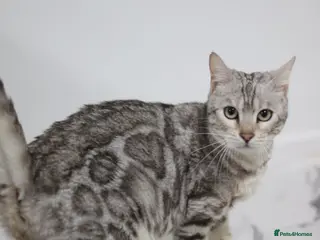 Bengal cats Magnificent Bloodline Bengals - Advert 2