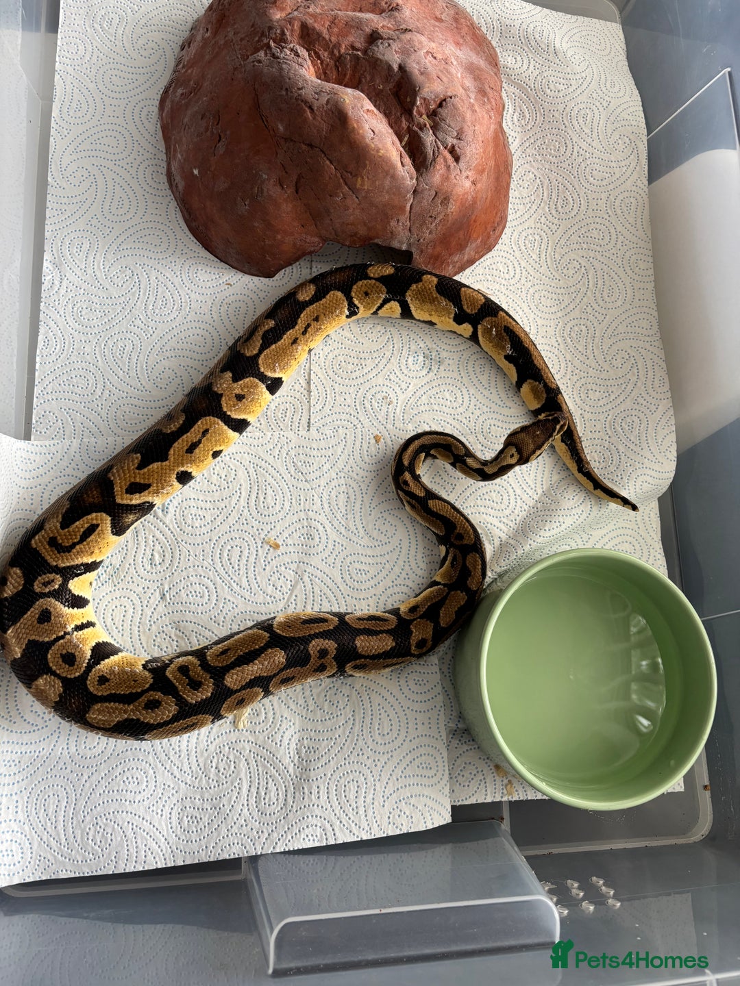 Python Snake reptiles for sale: 7 BALL PYTHONS AND STACK - Image 3