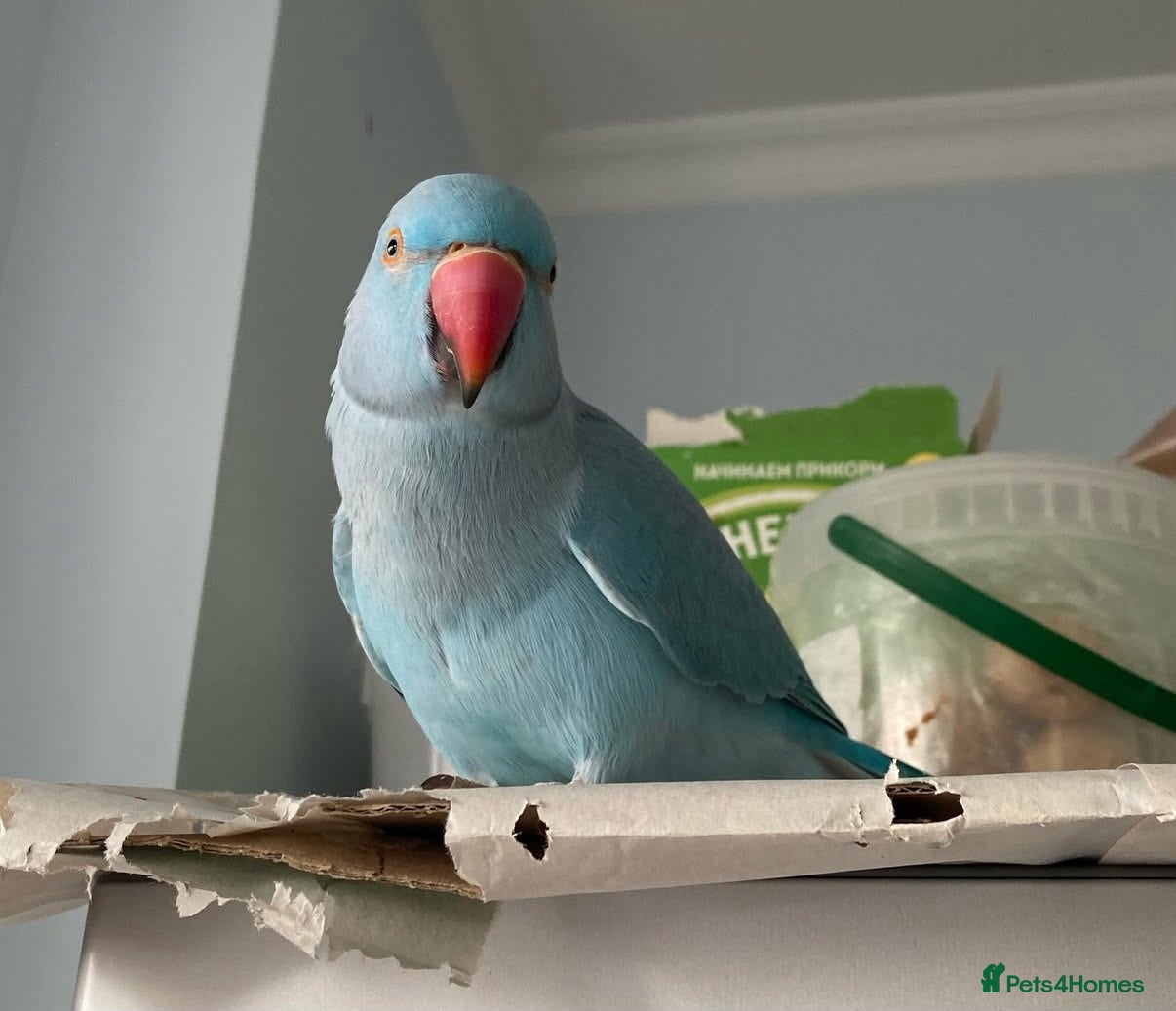 Parrots birds My baby Indian talking ring neck parrot  - Advert 11