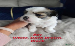Lhasa Apso dogs for sale: Beauitiful Pure Breed Lhasa Apso - Image 3