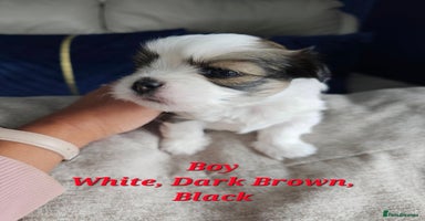 Lhasa Apso dogs - Advert 5