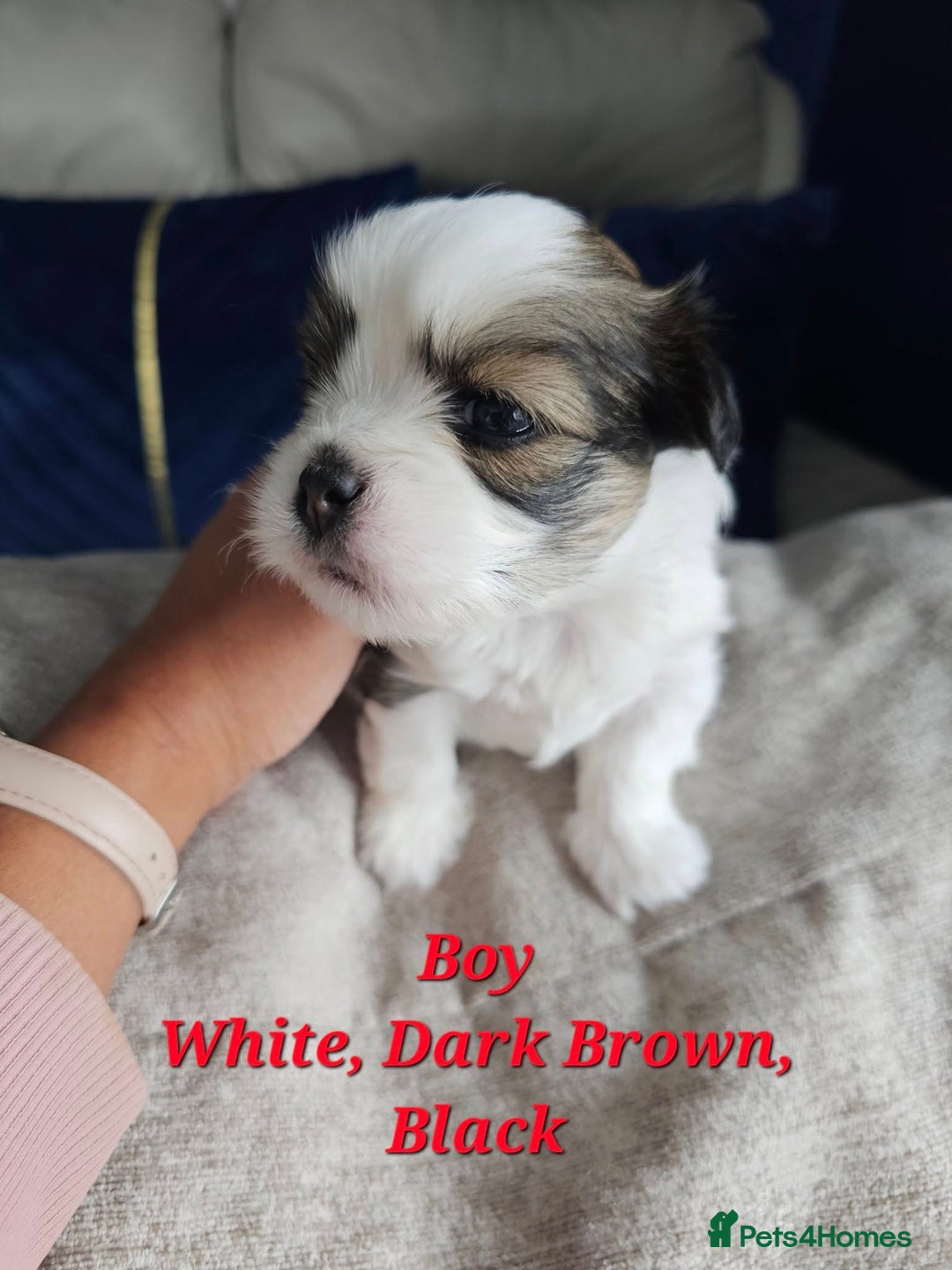 Lhasa Apso dogs for sale: Beauitiful Pure Breed Lhasa Apso - Image 3