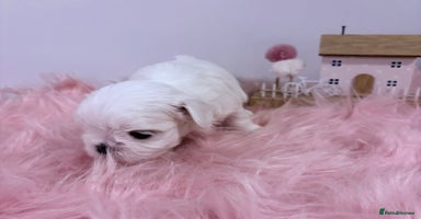 Maltese dogs 🌟🌟Full Korean Baby pups🌟🌟 - Advert 1