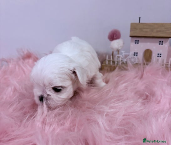 Maltese dogs 🌟🌟Full Korean Baby pups🌟🌟 - Advert 7