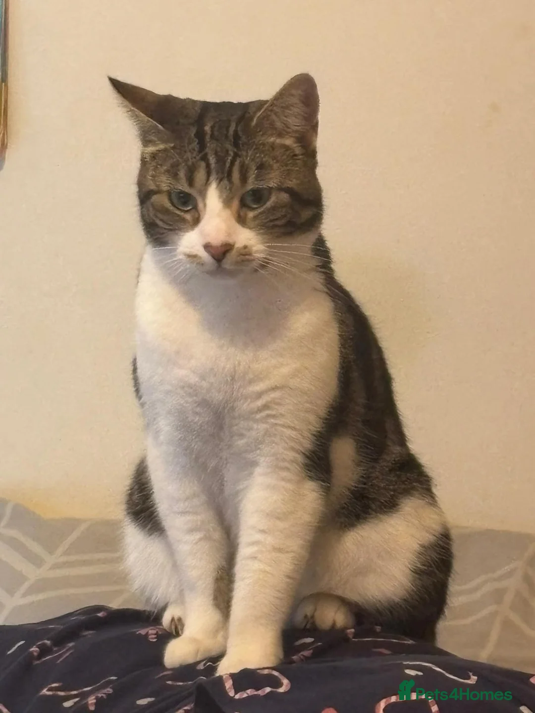 Mixed Breed cats for sale: Adult cat  in Sutton-in-Ashfield - Advert 2