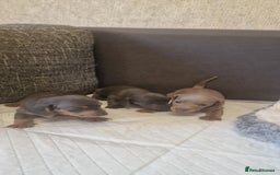 Dachshund dogs for sale: 2 girls and 1 boy miniature dachshund puppies  - Image 8