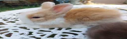 Lionhead rabbits for sale: PUREBRED DOUBLE/TEDDY LION HEAD BABIES  - Advert 12