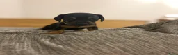 Dachshund dogs for sale: 🐾 Dachshund Puppies 🐾 - Advert 7