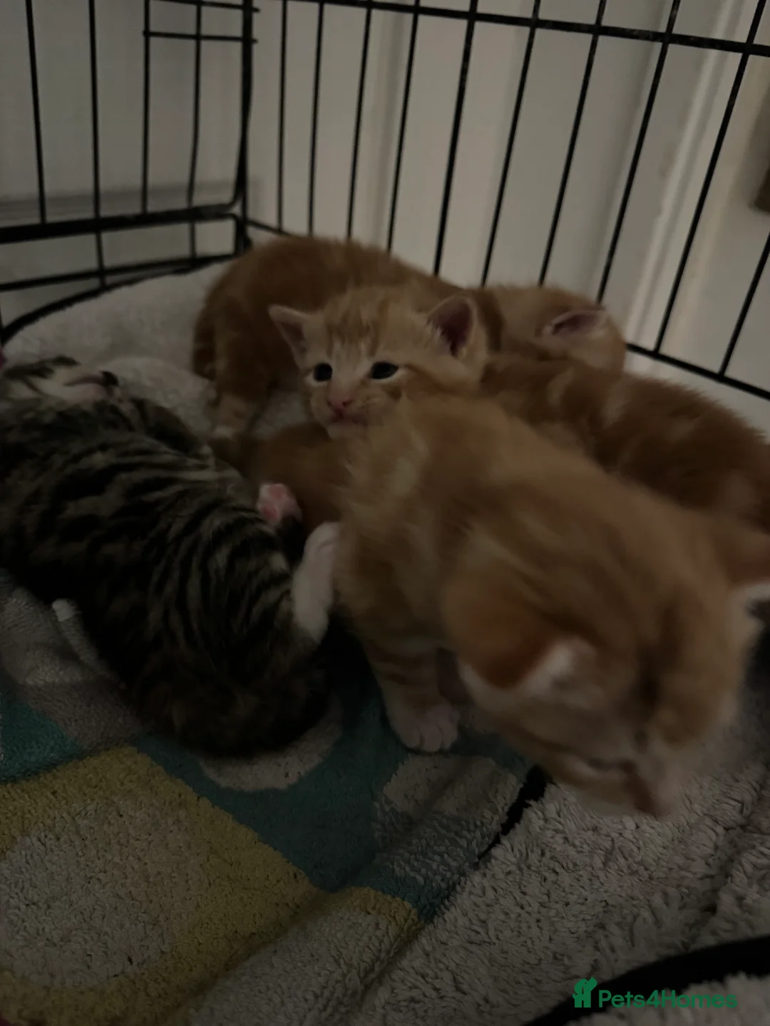 American Shorthair cats for sale: Beautiful Rare GingerKittens Alonghair X BSH cross - Advert 8