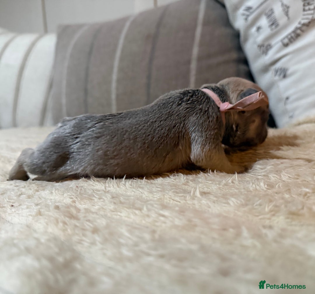 French Bulldog dogs for sale: French bulldog puppies - Advert 32