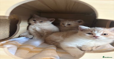 British Shorthair cats - Advert 11