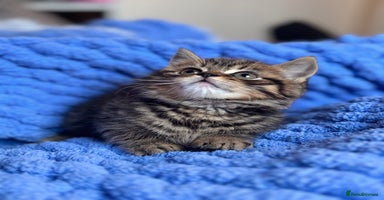 British Shorthair cats - Advert 4