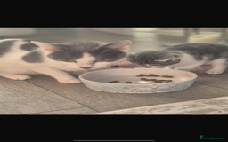 Mixed Breed cats for sale: Beautiful tabby kittens  - Image 5