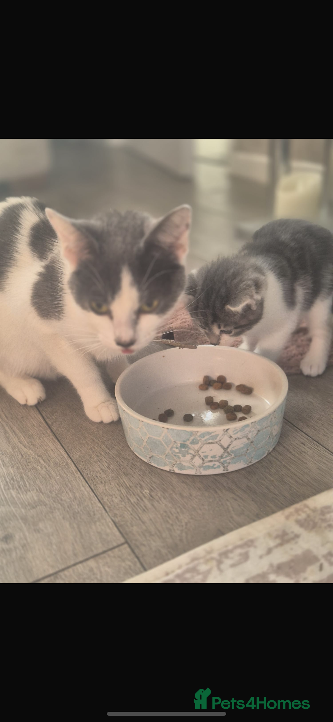 Mixed Breed cats for sale: Beautiful tabby kittens  - Image 5