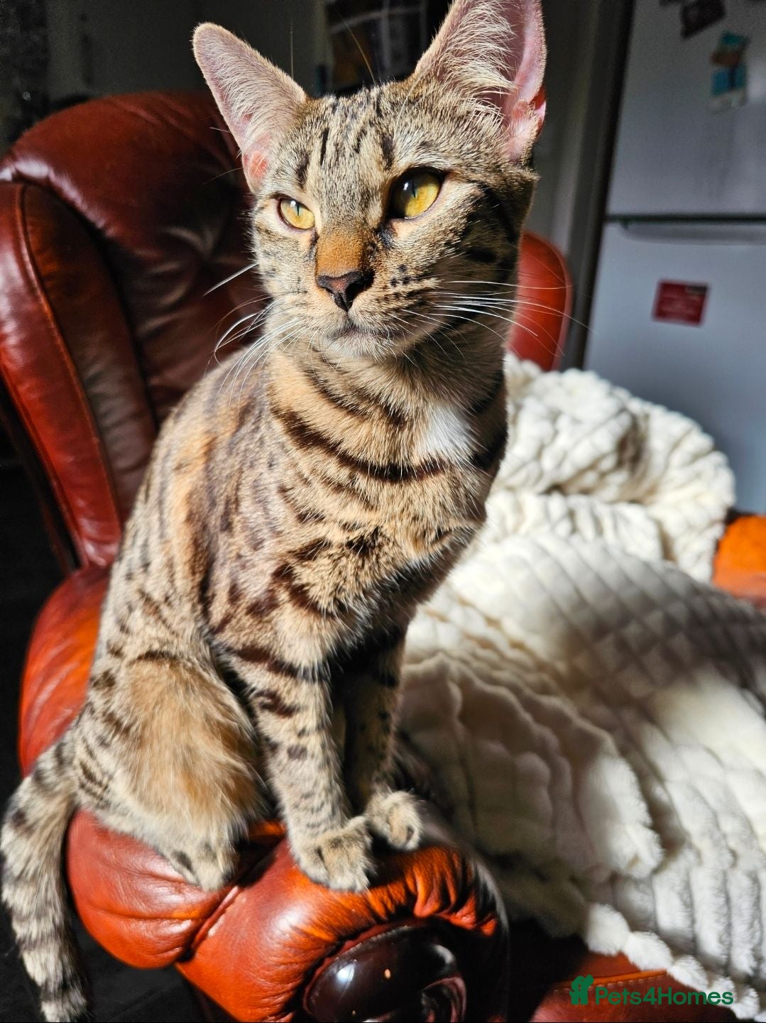 Mixed Breed cats Mixed kitten litter - Advert 1