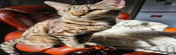 Mixed Breed cats for sale: Mixed kitten litter in Warrington - Advert 1