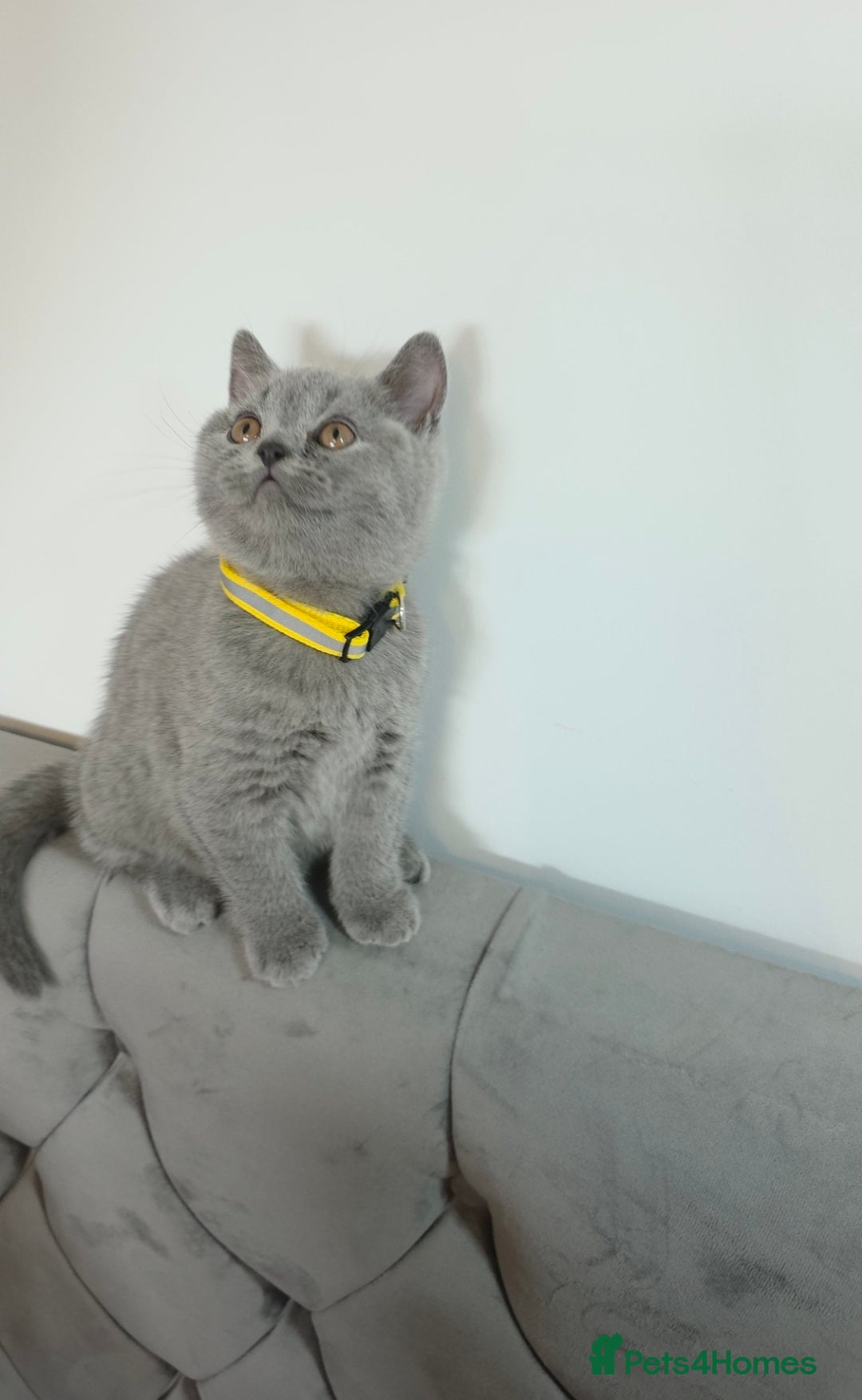 British Shorthair cats for sale: Blue British Shorthair 🐈‍⬛ - Image 10