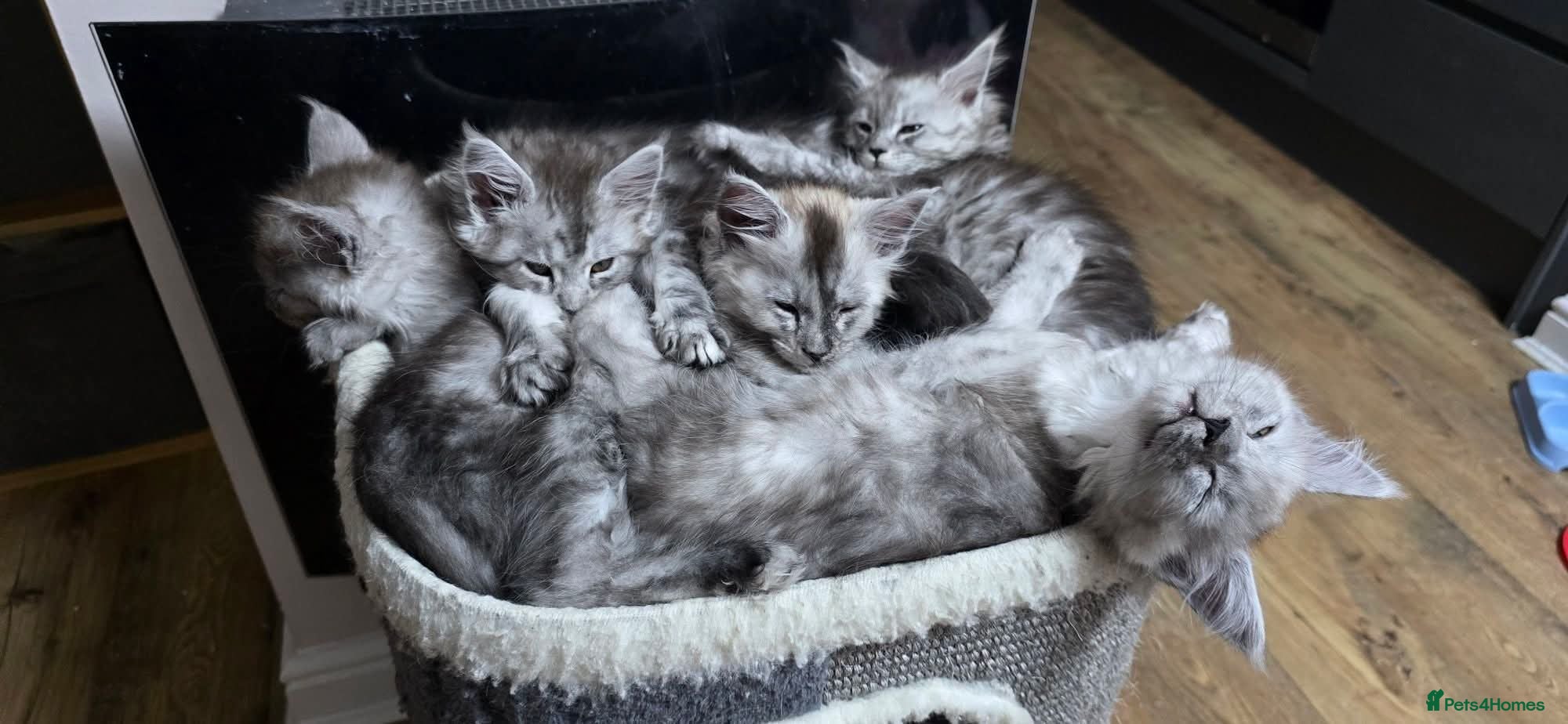 Maine Coon cats Tica registered kittens- neutered.  - Advert 1