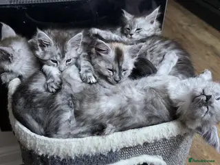 Maine Coon cats Tica registered kittens- neutered. - Advert 1
