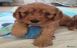 Cavapoo dogs for sale: F1B Cavapoo Red Puppies Males/Females - Image 10