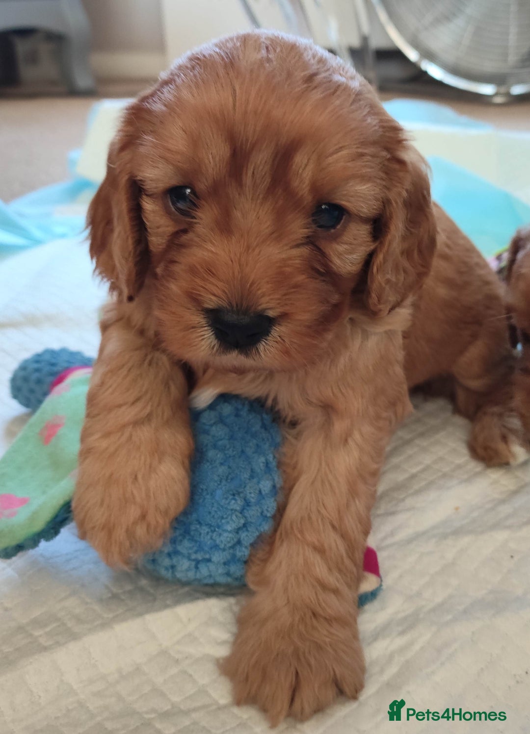 Cavapoo dogs for sale: F1B Cavapoo Red Puppies Males/Females - Image 10