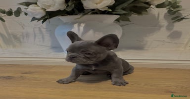 French Bulldog dogs - Advert 6