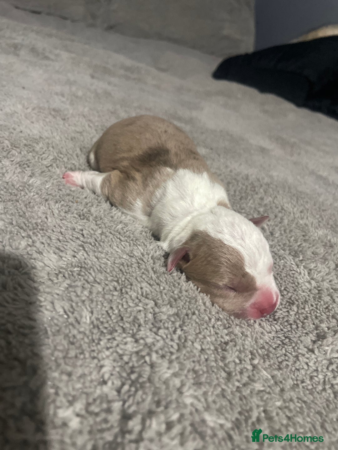 Mixed Breed dogs for sale: American bully X American bulldog puppies  - Advert 3
