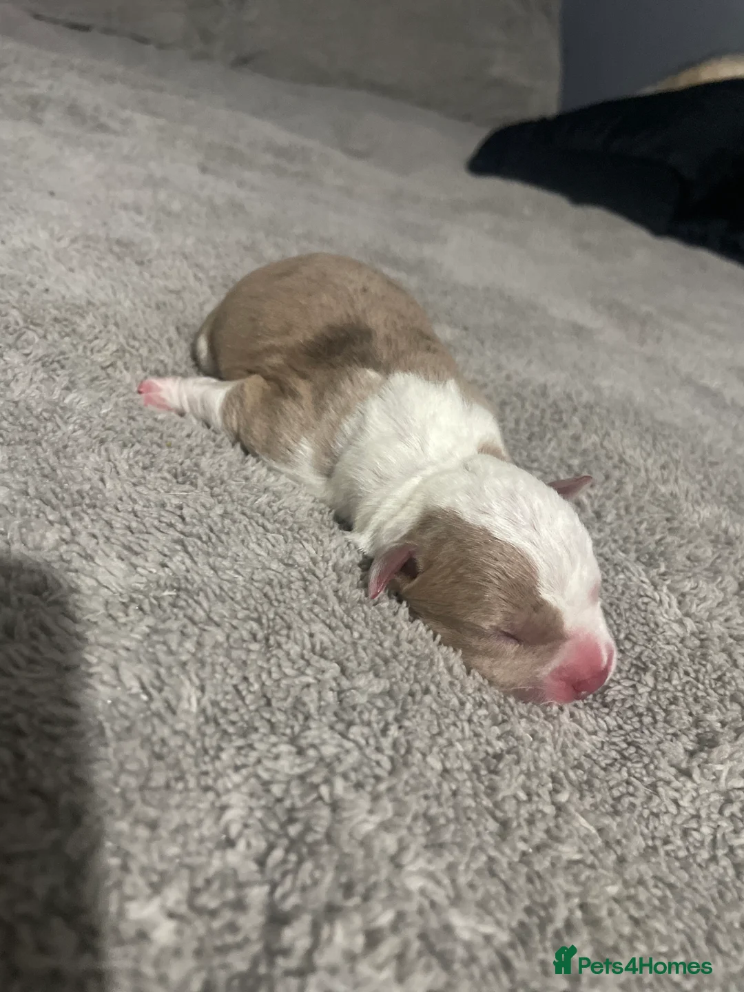 Mixed Breed dogs for sale: American bully X American bulldog puppies  - Advert 12