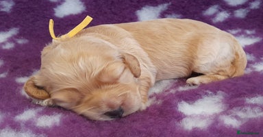 Cockapoo dogs Stunning F1 Cockapoos Available - Advert 1