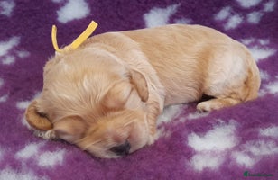 Cockapoo dogs Stunning F1 Cockapoos Available - Advert 1