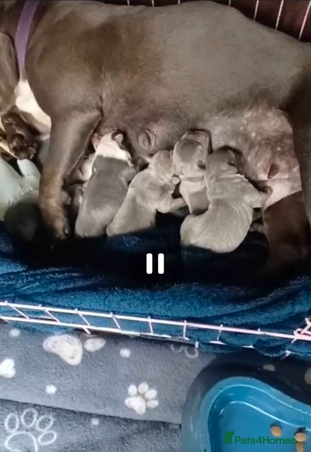 French Bulldog dogs for sale: Frenchis  - Advert 2
