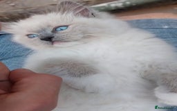 Ragdoll cats for sale: Original purebred Ragdoll kittens.Girl and boy. - Image 18