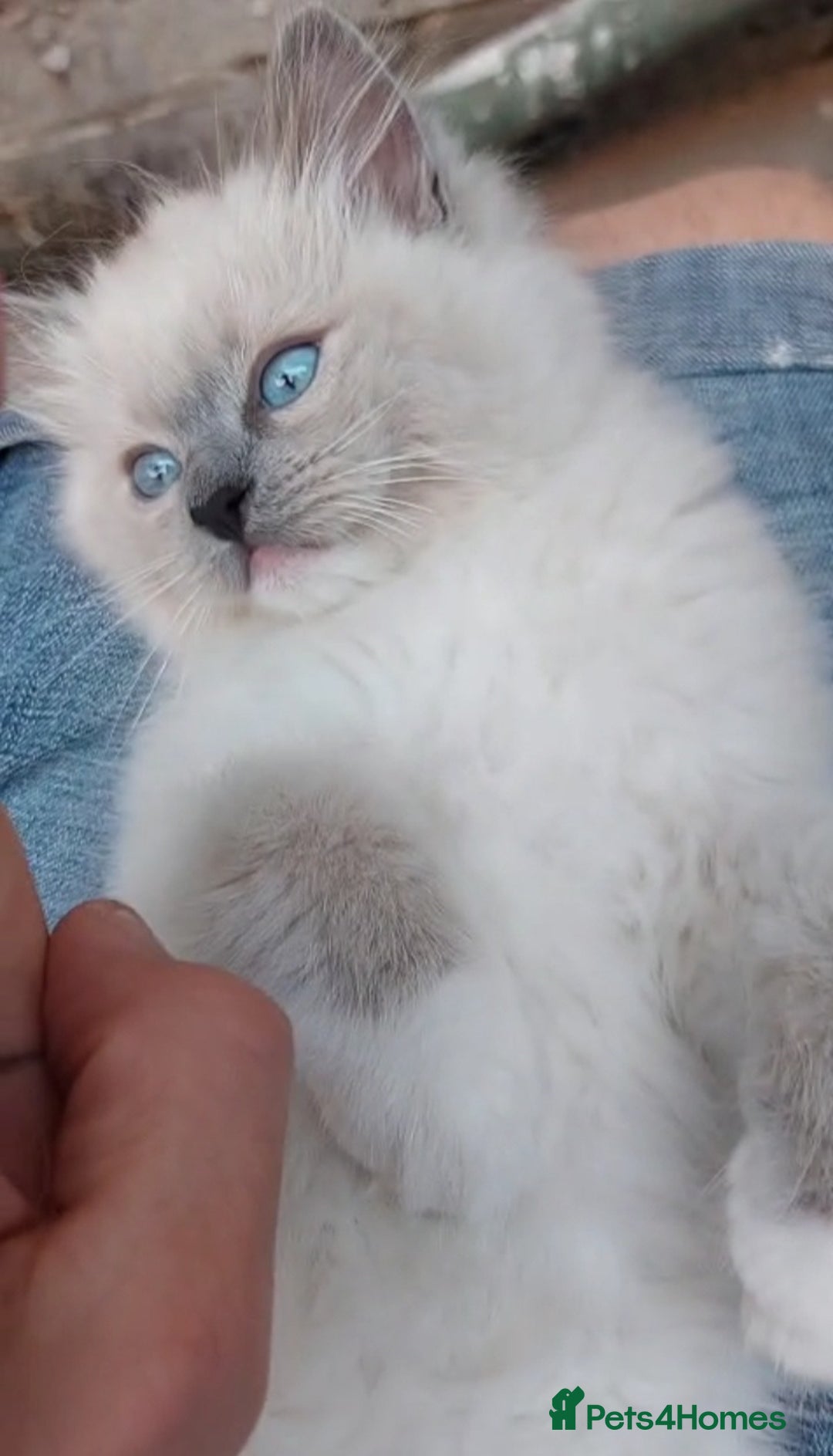 Ragdoll cats for sale: Original purebred Ragdoll kittens.Girl and boy. - Image 18