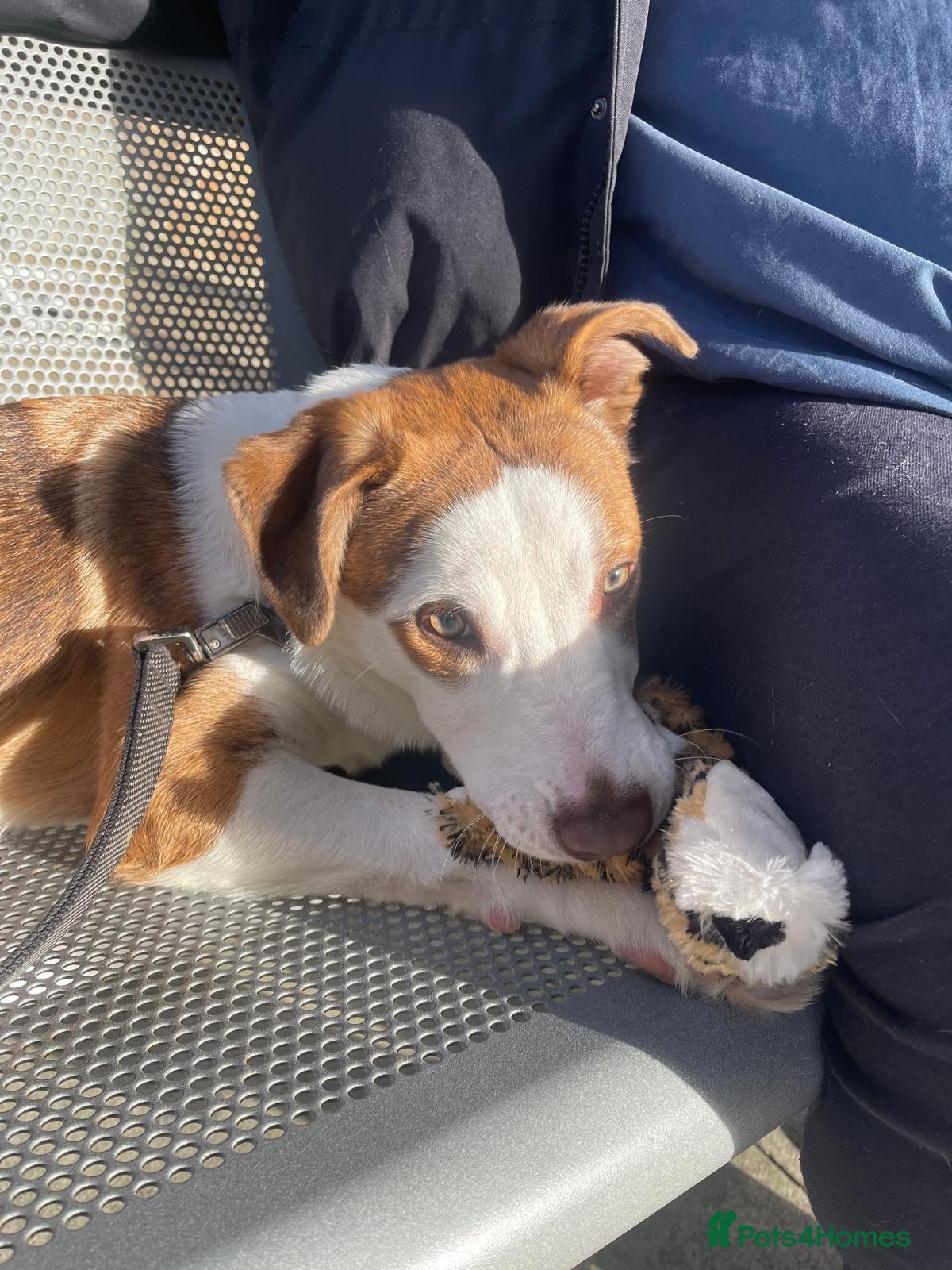 Mixed Breed dogs for sale: Chevy - Border Collie x Staff x Kelpie - Advert 4