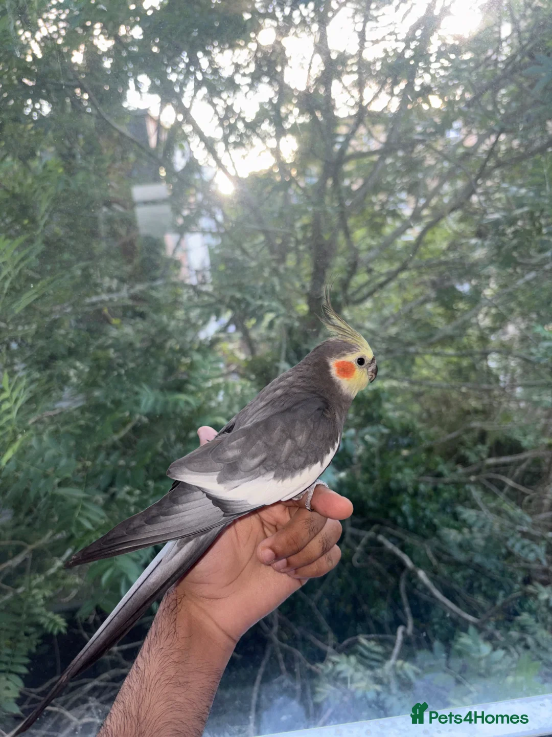 Conures birds for sale: 6 Month old Tamed cockatiel - Advert 4
