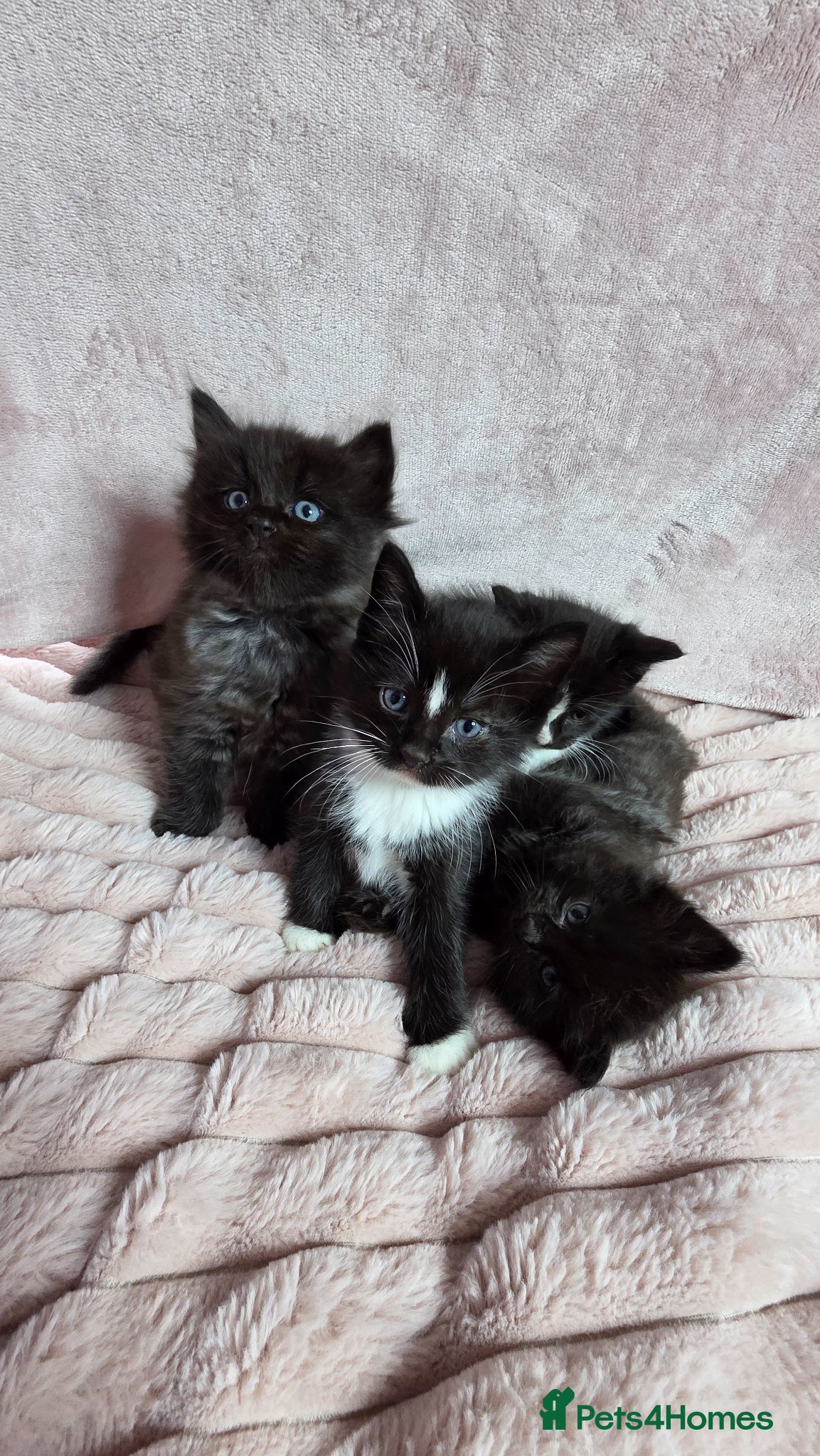 Mixed Breed cats for sale: Ragdoll cross kittens  - Advert 8